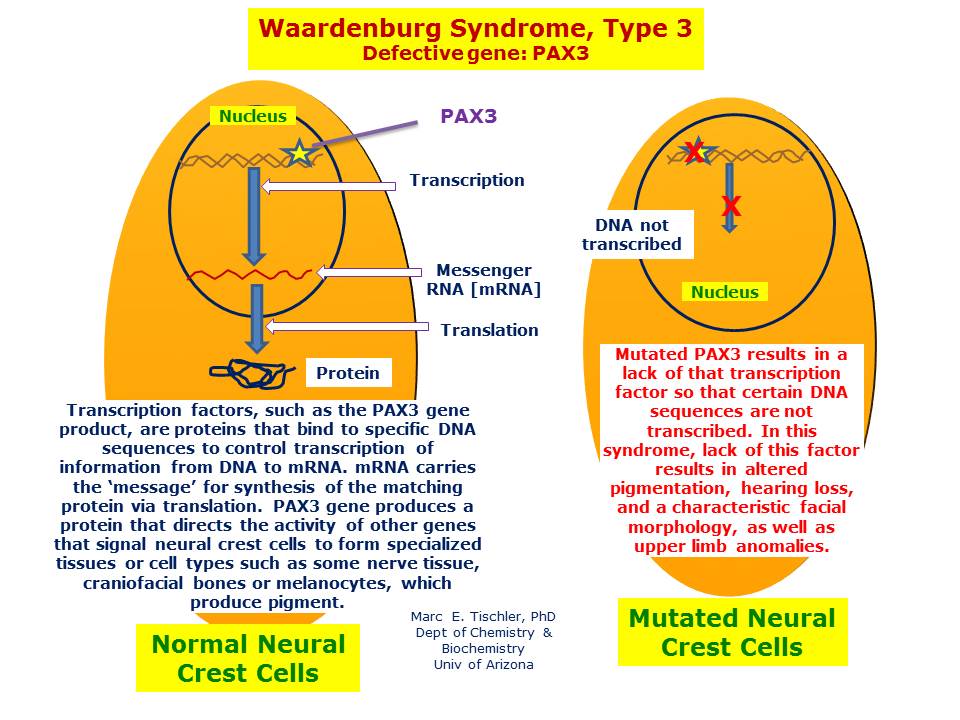 Waardenburg Syndrome Type 3 Hereditary Ocular Diseases